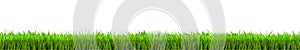Green grass, field, nature eco background