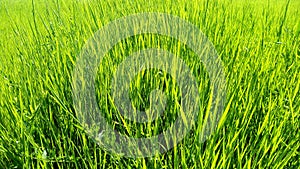 Green grass, field, nature eco background