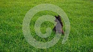 Green grass field. A pet dog is sitting on a carpet of green grass