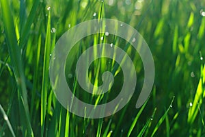 Green grass field suitable for backgrounds or wallpapers