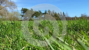 Green grass field summer nature landscpe blue sky medow