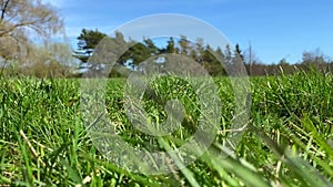 Green grass field summer nature landscpe blue sky medow