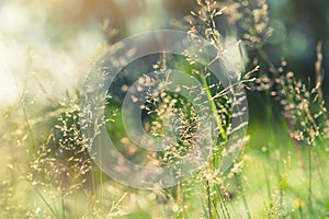 Green grass in the field with sunbeams.