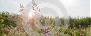 Green grass in the field with sunbeams. Blurred summer background, selective focus.