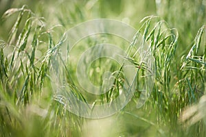 Green grass in the field on a sunny day. Low depth of field.