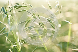 Green grass in the field on a sunny day. Low depth of field.