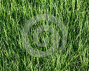Green grass field texture