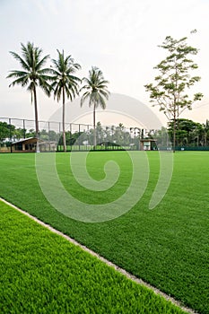 Green grass field texture