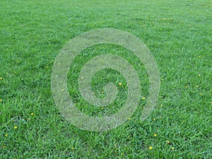 Green grass field texture background.