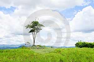 Green grass on a field with tree / Beautiful meadow and tree in the park ountryside of Thailand mountain , one tree on hill grass