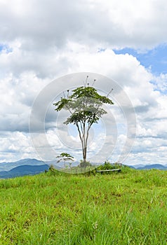 Green grass on a field with tree - Beautiful meadow and tree in the park ountryside of Thailand mountain , one tree on hill grass