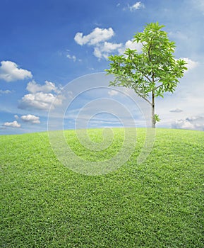 Green grass field with tree over blue sky