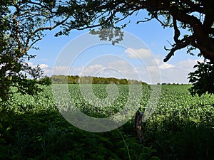 Green grass field with trees behind in a a summer spring sunny day