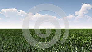 Green grass field under blue sky