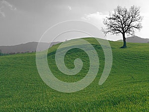 Green Grass Field And A Winter Dry Tree Abstract