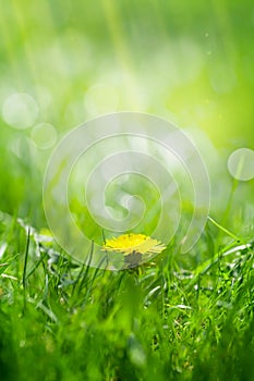 Green grass field with yellow dandelion