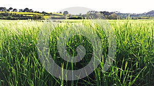 Green grass in the fields of Catalonia