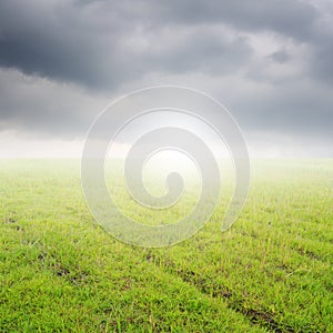 Green Grass fields and rainclouds for outdoor background.