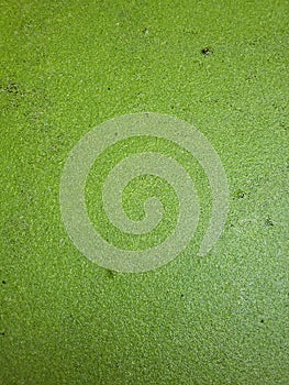 Green grass in fish pool