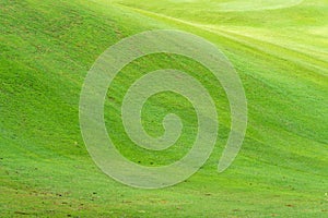 Green grass flied photo