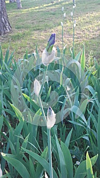 Green grass and flower