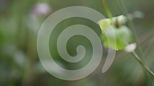 Green grass flower close up