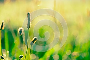 Green grass flower in the early morning  in garden with sunshine. Green grass field with bokeh background in spring season.