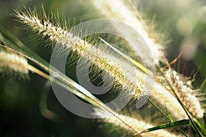 Green grass flower nature with sunset blurred for background