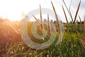 Green grass flower nature with sunset blurred background