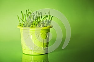 Green grass in flowerpot photo