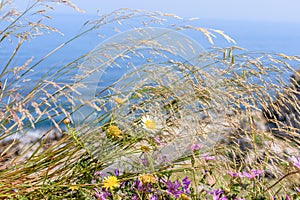 Green grass and flowers on a background of blue ocean and blue sky