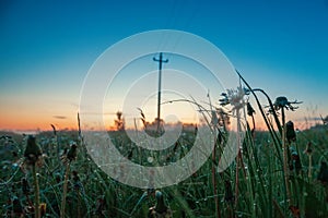 Green grass and flowers with dew drops on a summer morning. Fresh outdoor nature background. Selective focus.