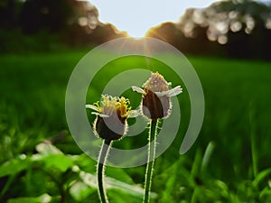 Green grass flowers field in sunrise