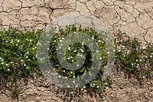 Green grass and flowers frowing through dry soil photo