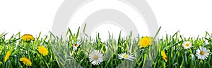 Green grass with flowers. Natural background