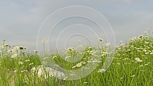 Green grass and flowers nature landscape scene