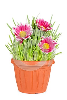 Green grass and flowers in a pot