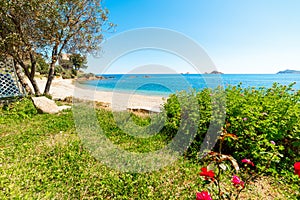 Green grass and flowers by the sea in Santa Maria Navarrese beach photo