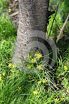 Green Grass, Flowers under a Tree.