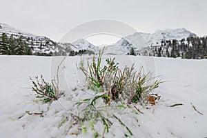 Green grass or foliage growing from cold snow in Wengen, switzer