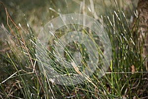 green grass in a forest glade