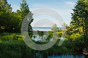Green grass and forest on the shore of a calm lake, blue sky with white clouds