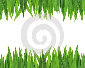 Green grass frame