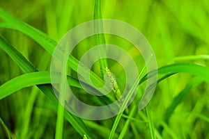 Green grass photo