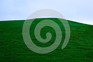 Green grass fresh field lawn isolated on sky background