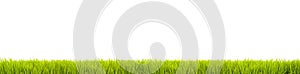 Green grass: fresh green grass large panorama banner as frame border in a seamless empty white background