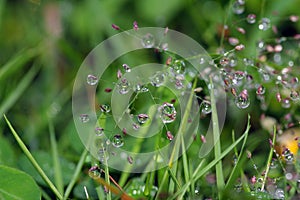 The green grass with fresh morning dew drops looks like crystals in the sun.