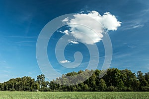 Grass in front of the forest and one cloud in the sky