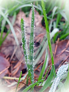 Green grass in frost, Lithuania