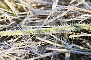 Green grass in the frostX